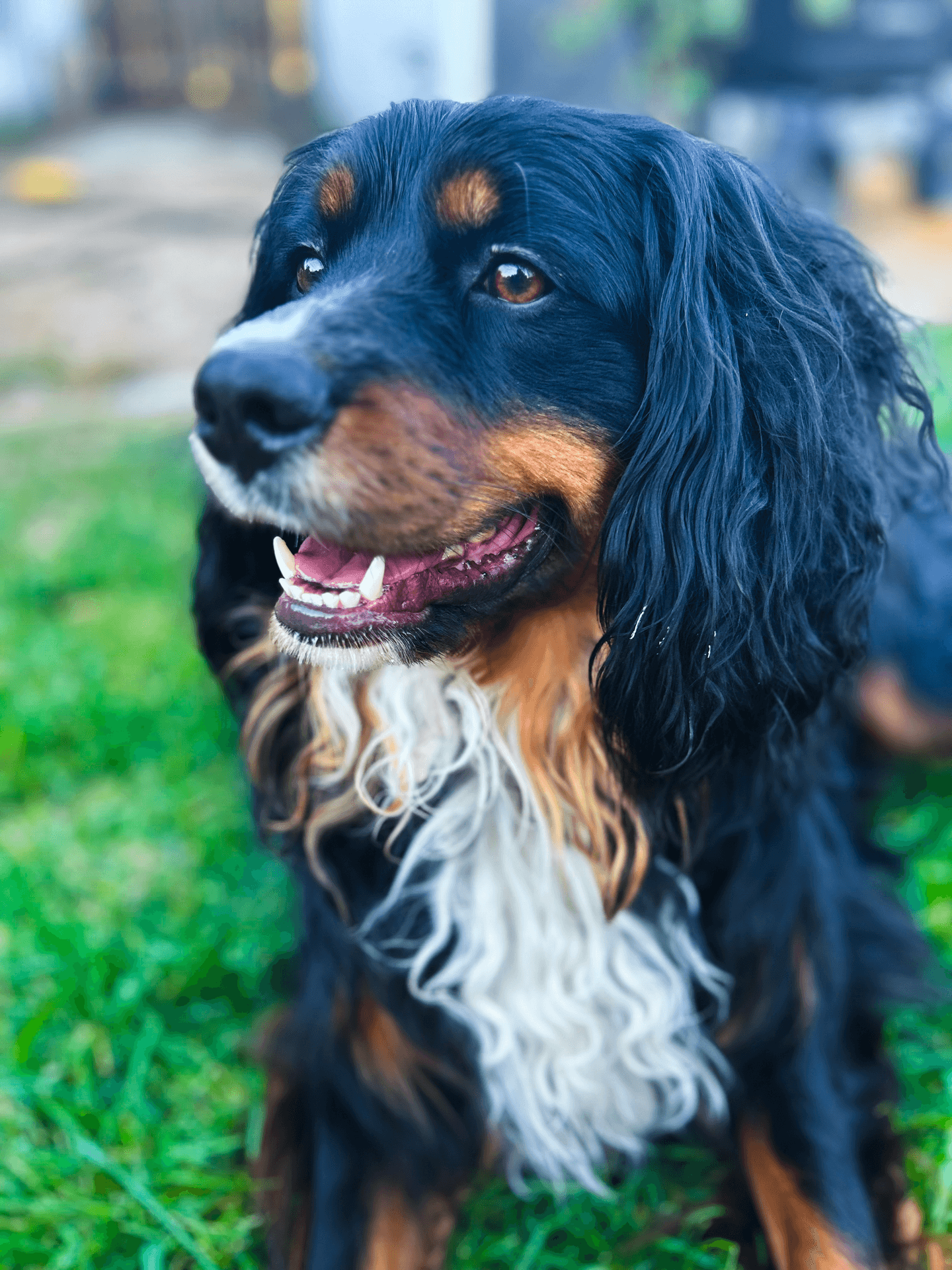 Bear the dog greeting children