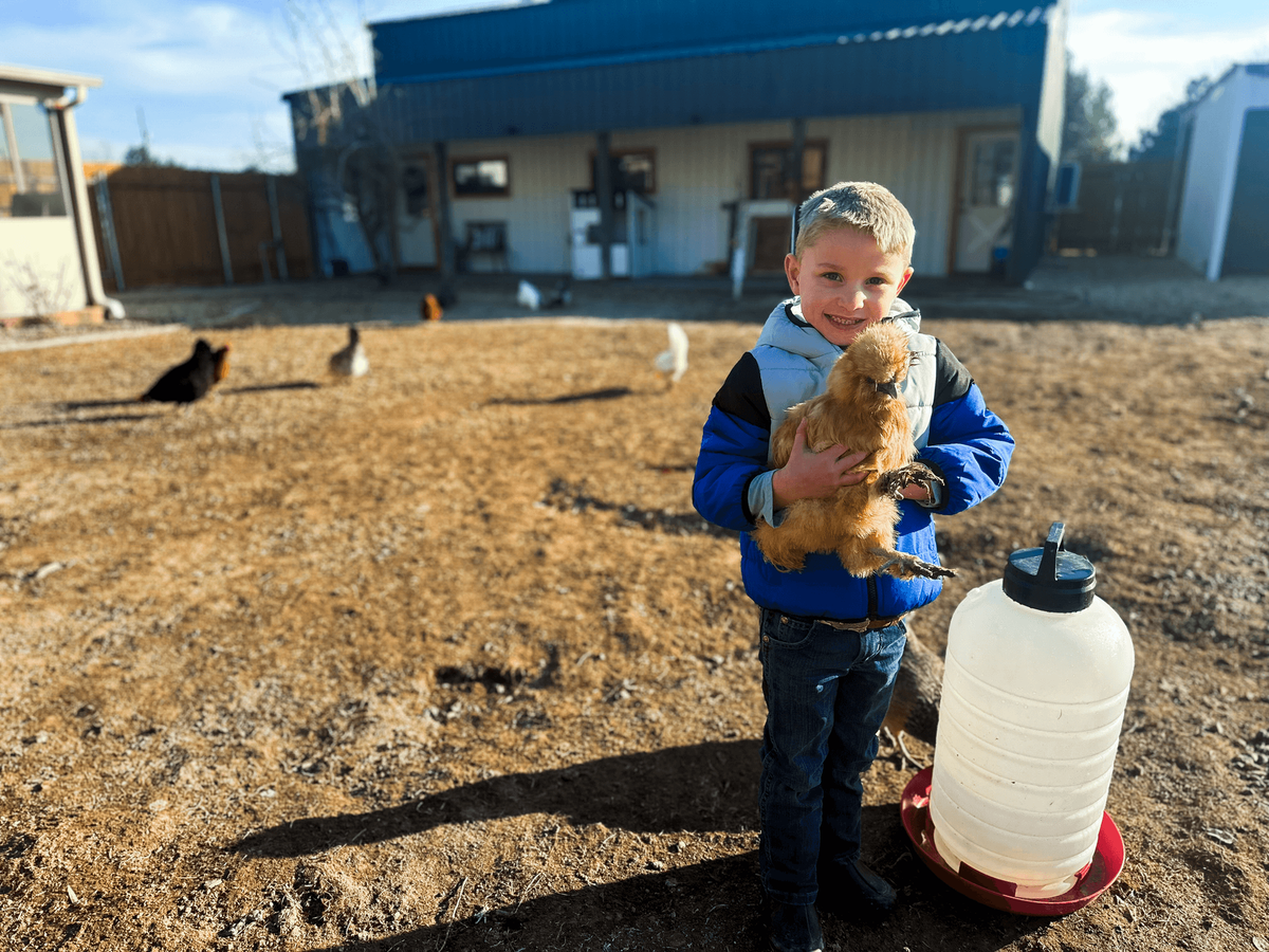 Chickens at Wild Sprouts Homestead School