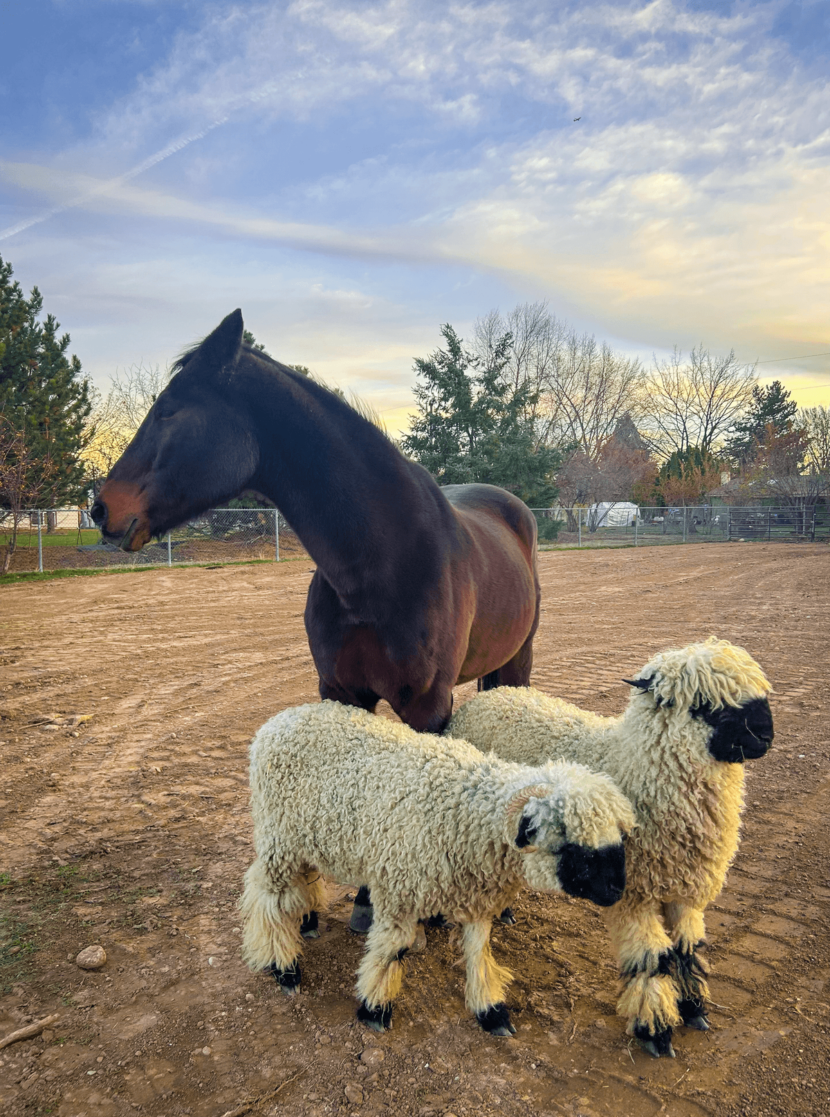 Cooper the horse with sheep Marvin and Maynard at Wild Sprouts