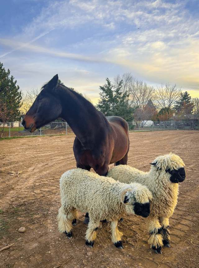 Cooper the horse with sheep at Wild Sprouts