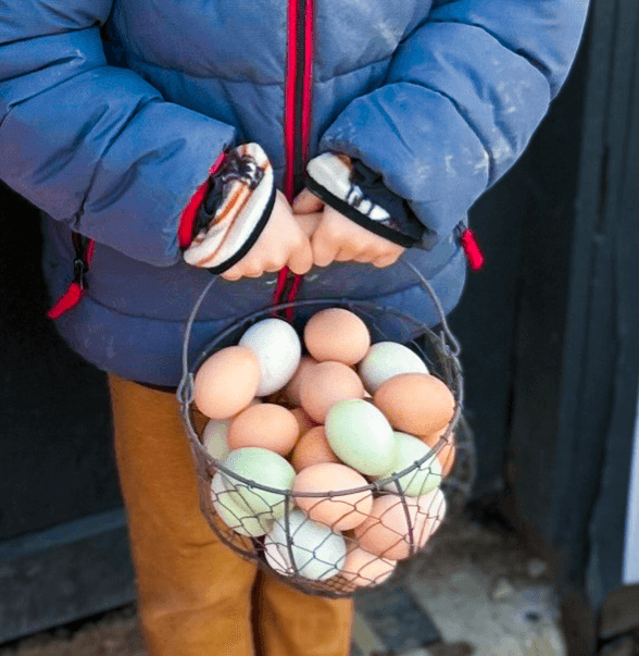 Children collecting eggs at Wild Sprouts Homestead School