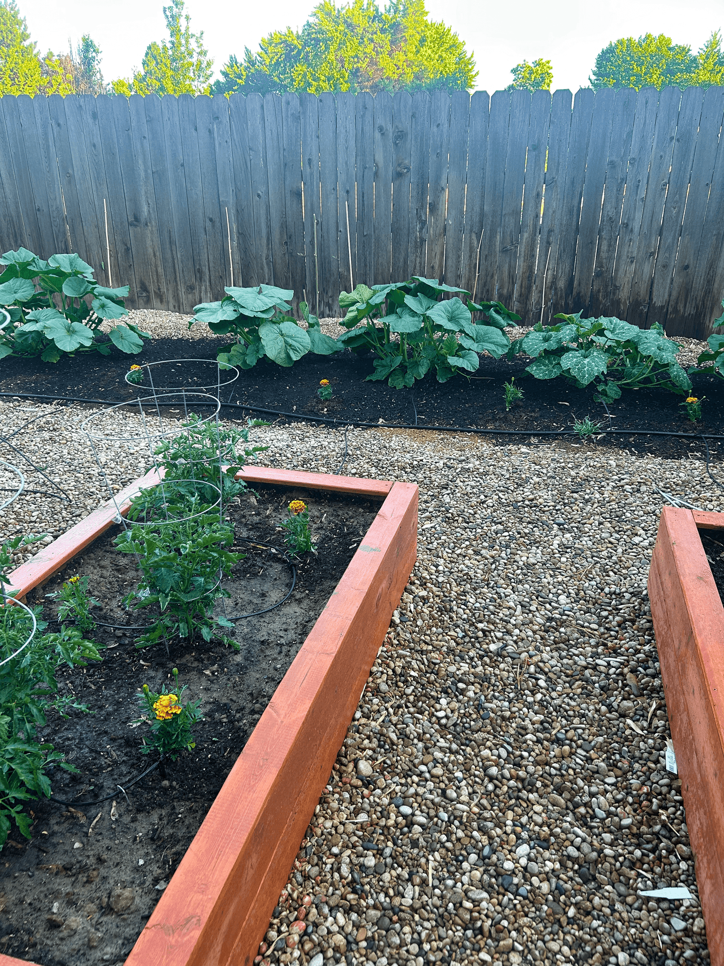Children learning in the garden