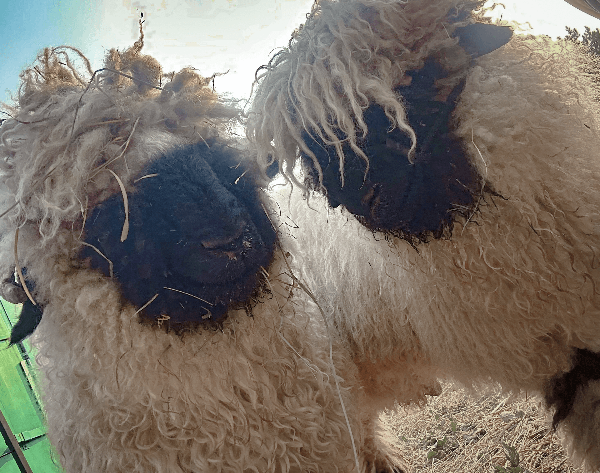 Marvin and Maynard the sheep