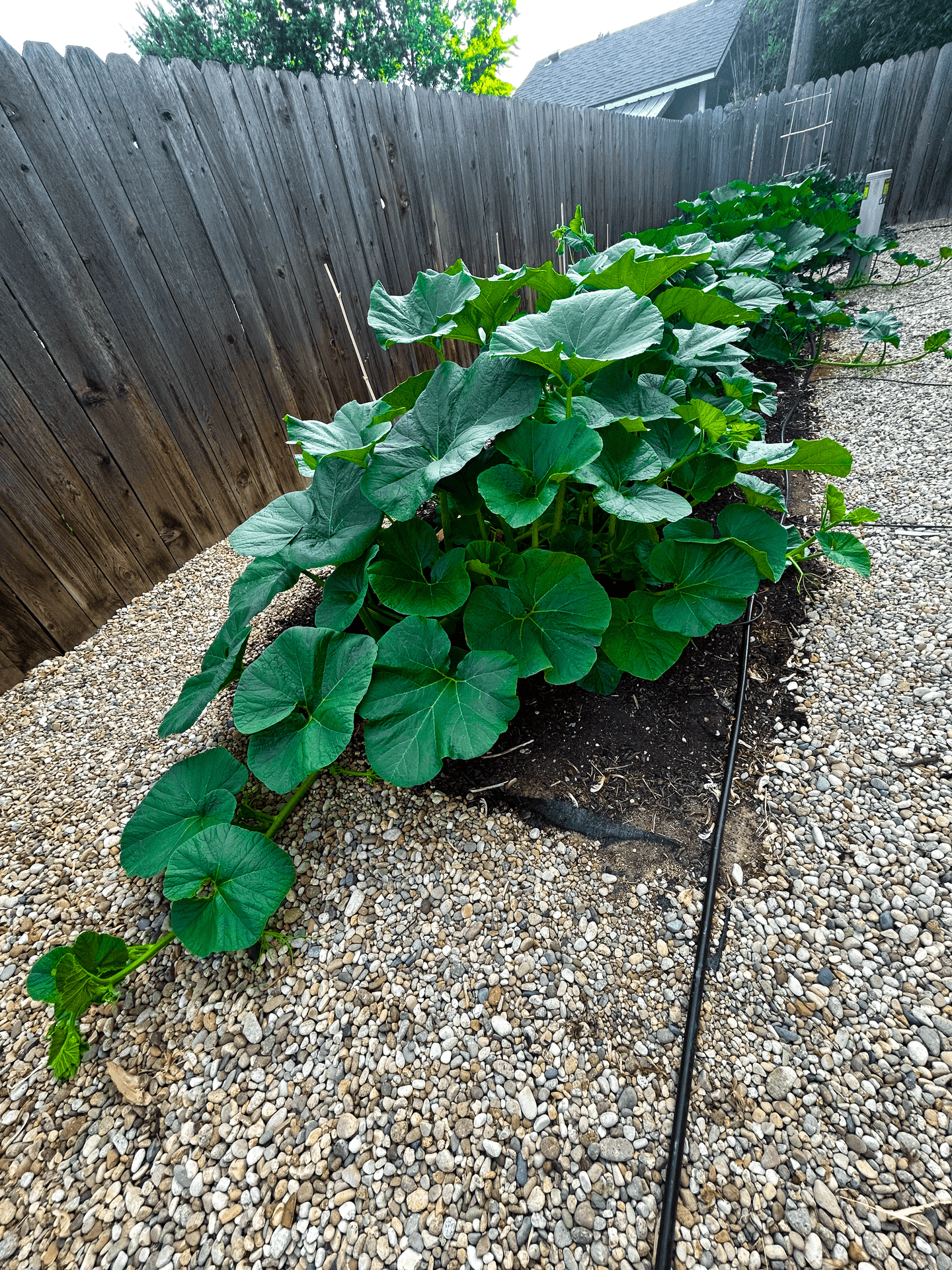 Pumpkin harvest time
