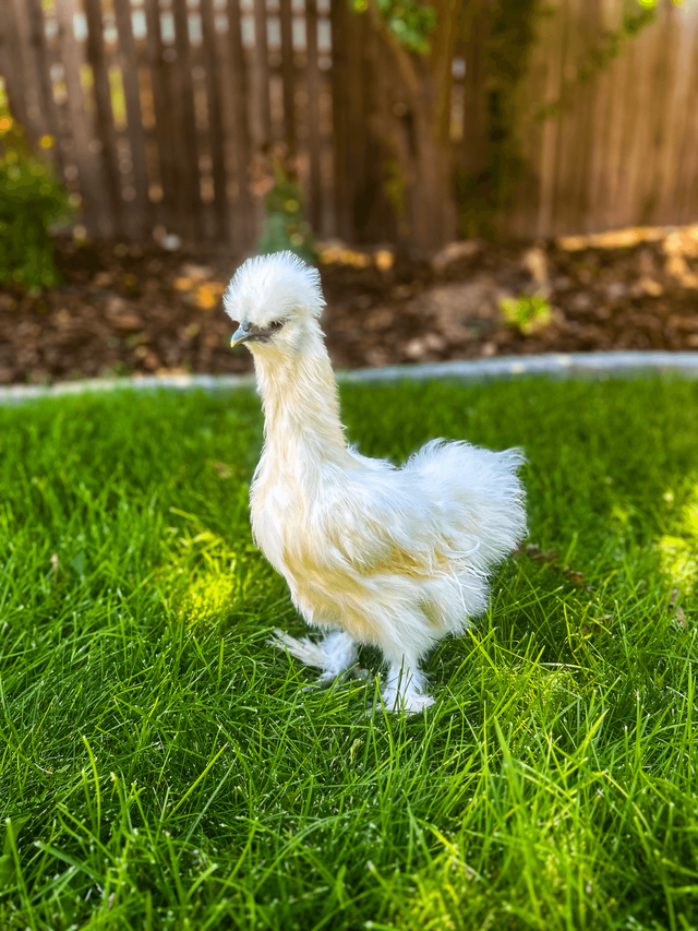 Roo the rooster at Wild Sprouts