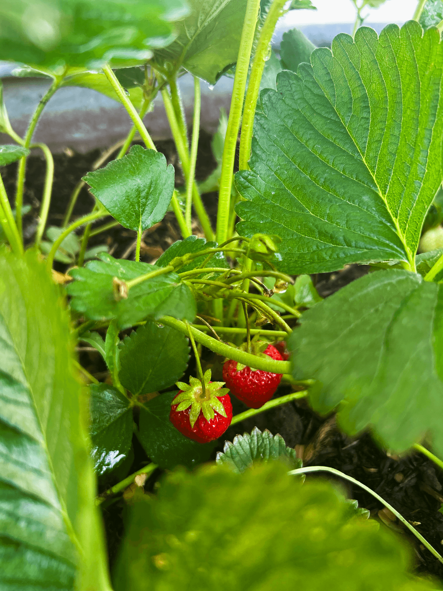 Fresh strawberries from the garden