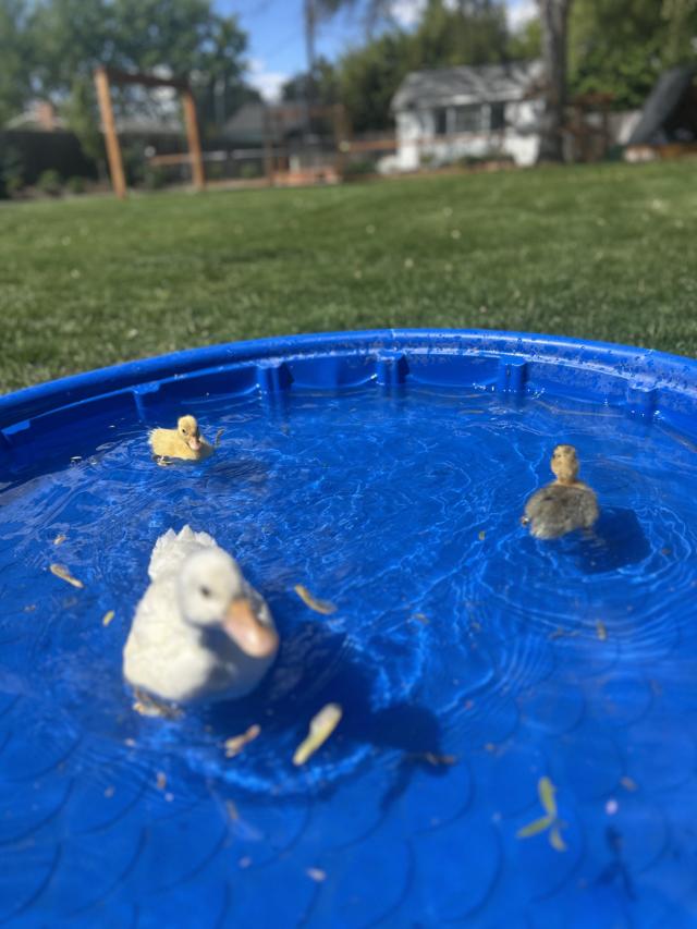 The ducks at Wild Sprouts
